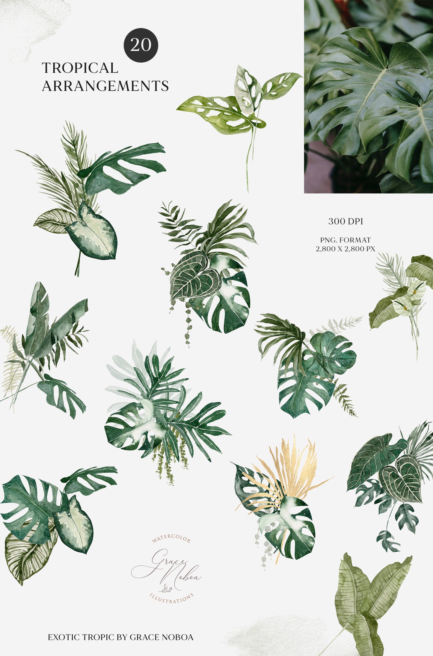 Exotic Greenery tropical foliage set