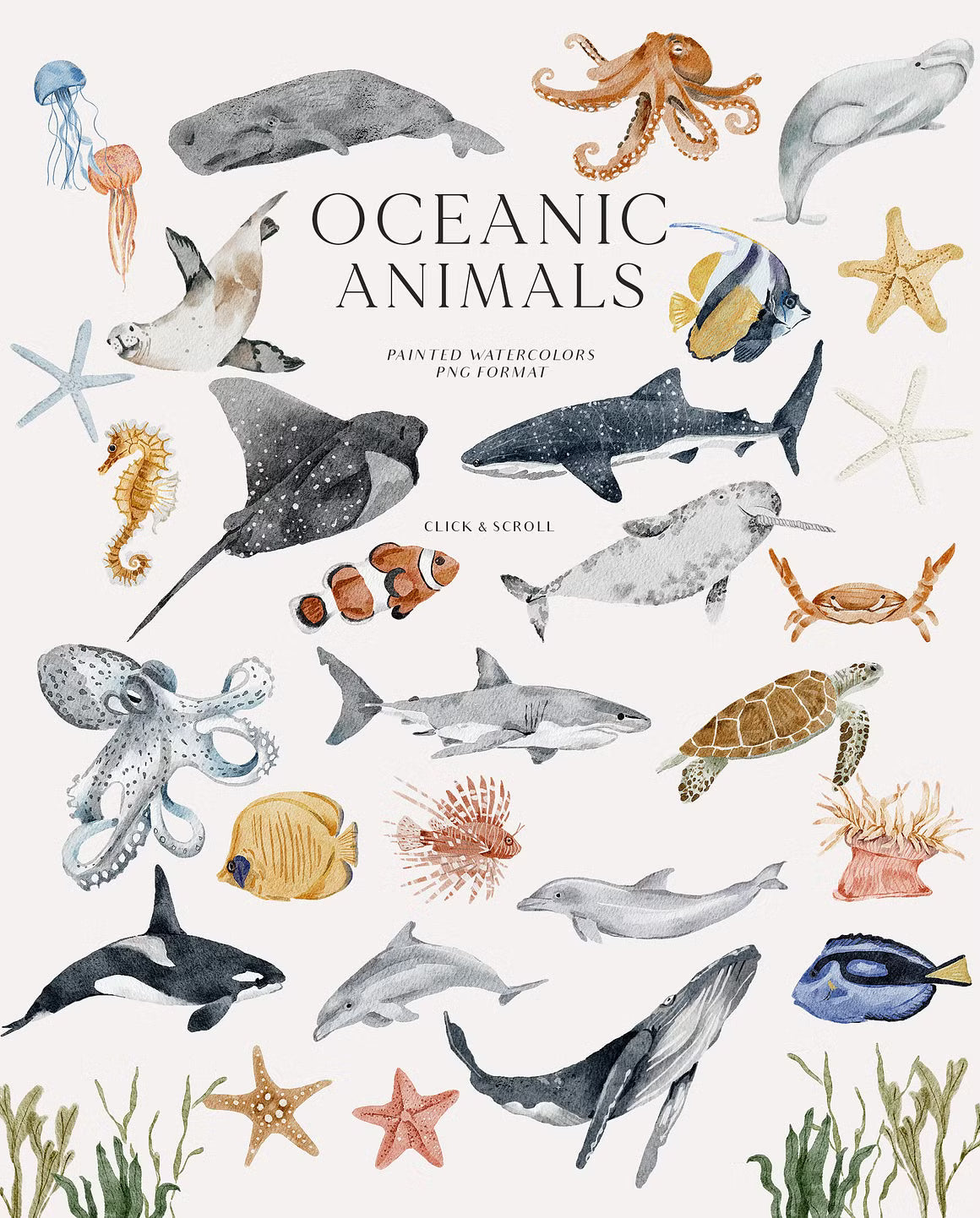 OCEAN Undersea Coral reef animals